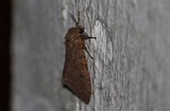 Olepa ricini