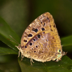 Arhopala anthelus