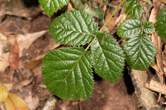 Rubus moorei