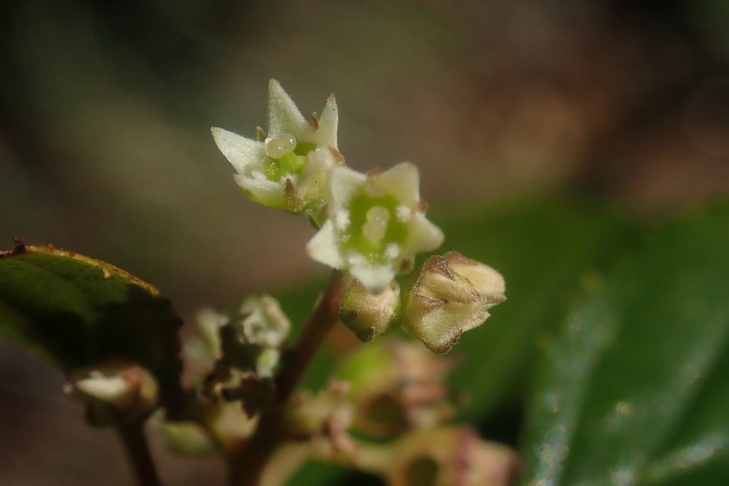 Curtisia (Curtisia dentata)