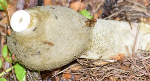 Ravenel's stinkhorn (Phallus ravenelii)