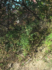 Bidens parviflora