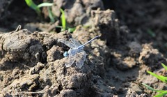Diplacodes trivialis