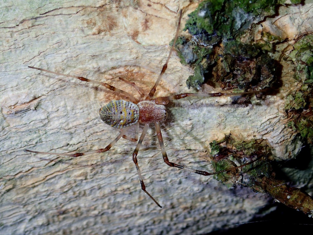 Coin Spiders from Quezon, Philippines on July 11, 2017 at 0806 PM by