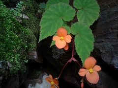Begonia sutherlandii