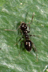 Prolasius