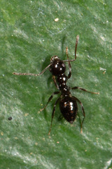 Prolasius