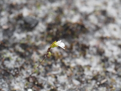 Stylidium perpusillum