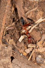 Leptomyrmex cnemidatus