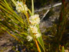 Acacia suaveolens