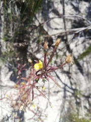 Hemimeris sabulosa