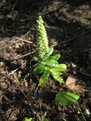Orostachys malacophylla