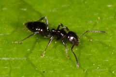 Prolasius