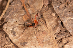 Leptomyrmex cnemidatus