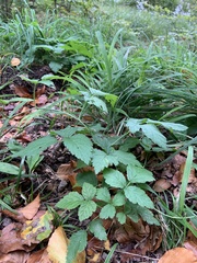 Rubus saxatilis