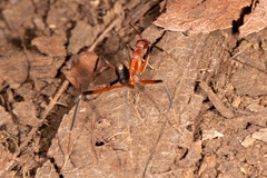 Leptomyrmex cnemidatus