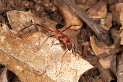 Leptomyrmex tibialis
