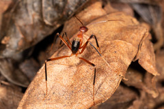 Leptomyrmex cnemidatus
