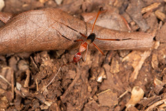 Leptomyrmex cnemidatus
