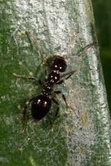Prolasius
