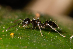 Prolasius