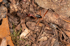 Leptomyrmex cnemidatus