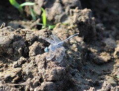 Diplacodes trivialis