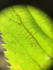 Caloptilia ostryaeella