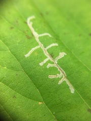 Caloptilia ostryaeella