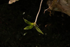Dendrobium gracilicaule