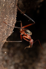Leptomyrmex tibialis
