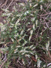 Thryptomene micrantha