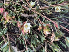 Boronia parviflora