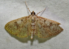 Palpita freemanalis