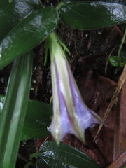 Tripterospermum lanceolatum