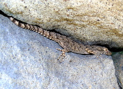 Mediodactylus heterocercus
