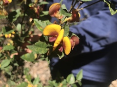 Bossiaea ornata