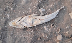 Platycephalus indicus