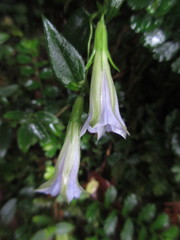 Tripterospermum lanceolatum