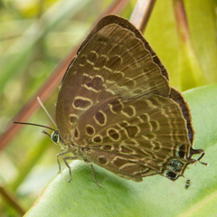 Arhopala camdana