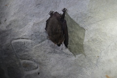 Brown Long-Eared Bat photo 3