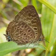 Arhopala camdana