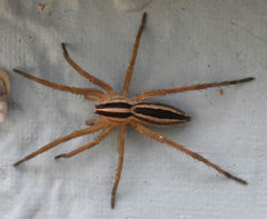 Rabidosa punctulata