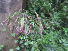 Notoseris melanantha