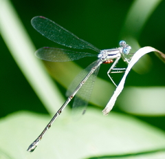 Lestes rectangularis