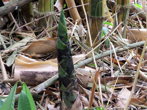 common bamboo
