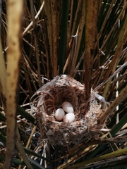 Tachuris rubrigastra