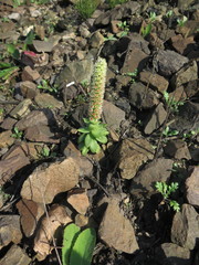 Orostachys malacophylla