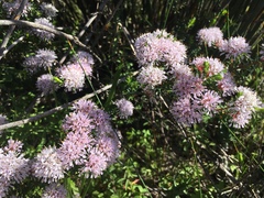 Agathosma serpyllacea