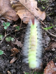 Calliteara pudibunda